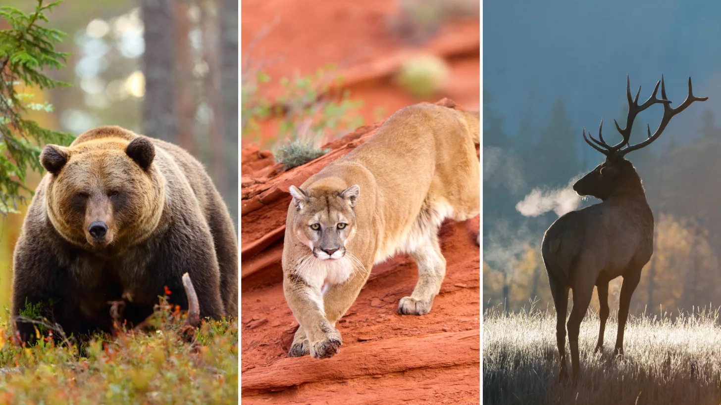 Что делать, если медведь, горный лев, лось нападают во время пробежки или велосипедной поездки