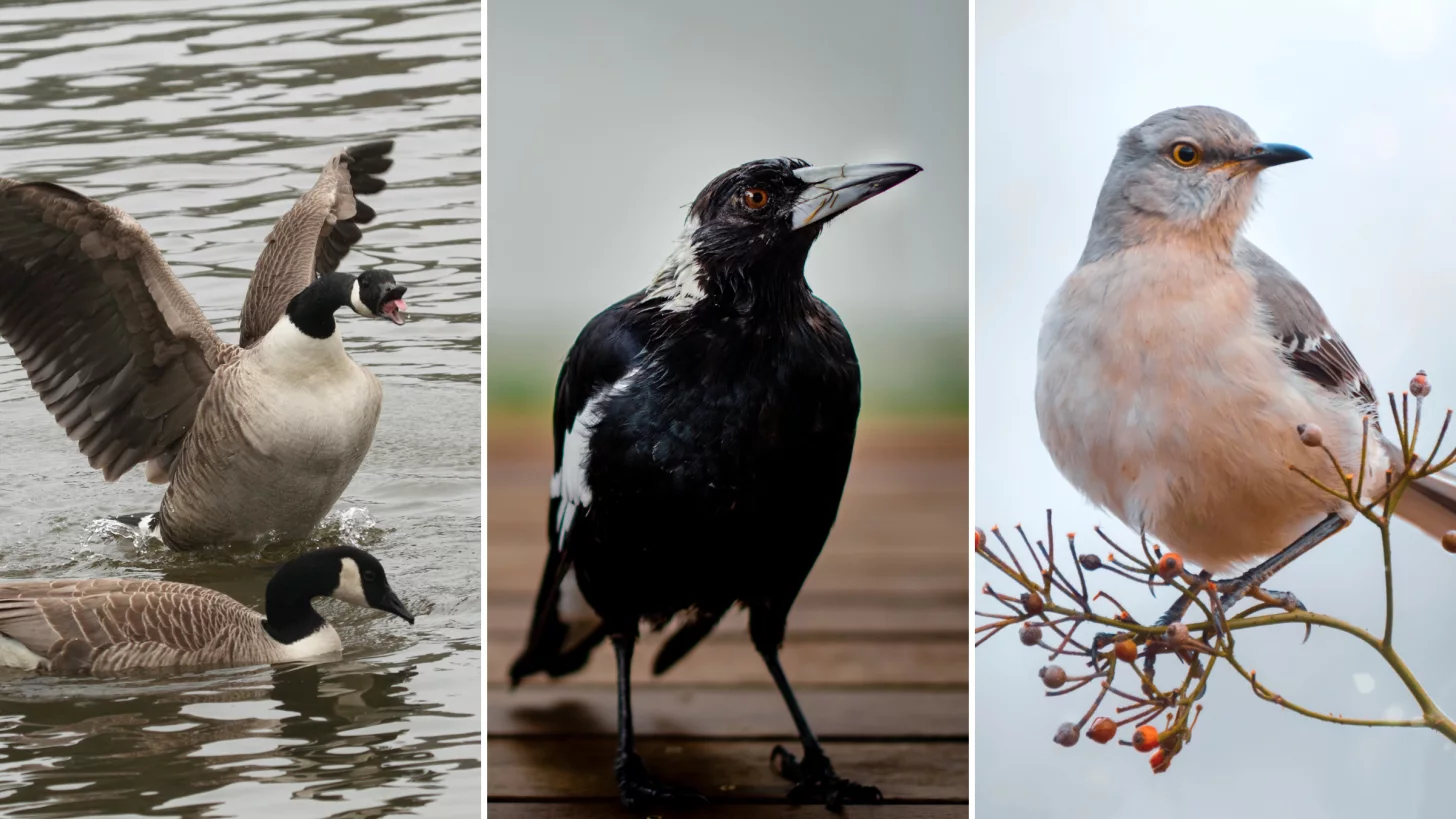 Да, птицы могут атаковать во время поездки или пробежки.