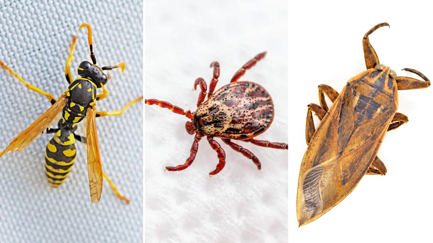 Укус насекомого гораздо более вероятен во время тренировки, чем укус животного.