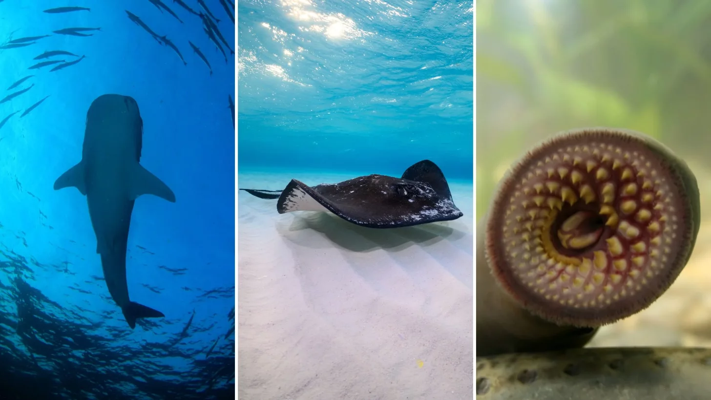 Что делать, если вы видите ската во время плавания