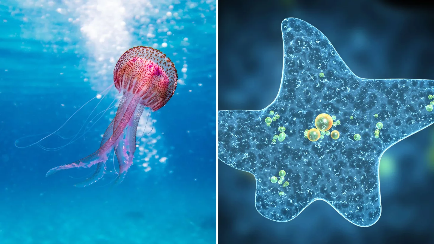 Как лечить укус медузы во время плавания