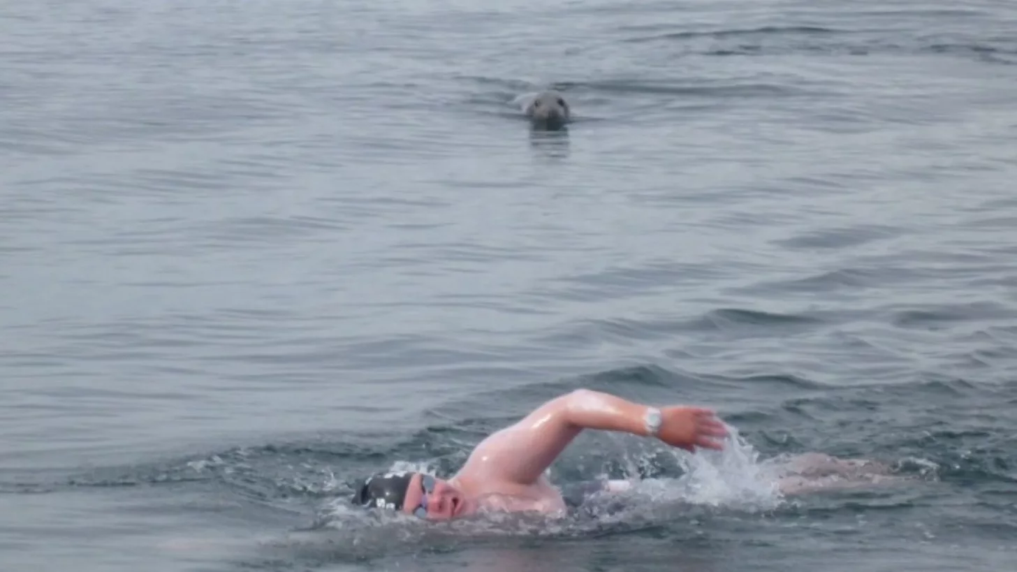 Пловец с тюленем на заднем плане.