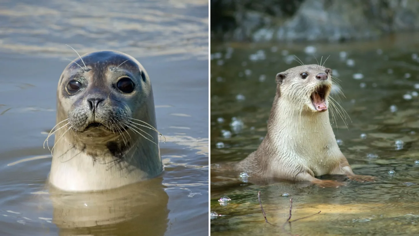 Тюлени, морские львы, выдры