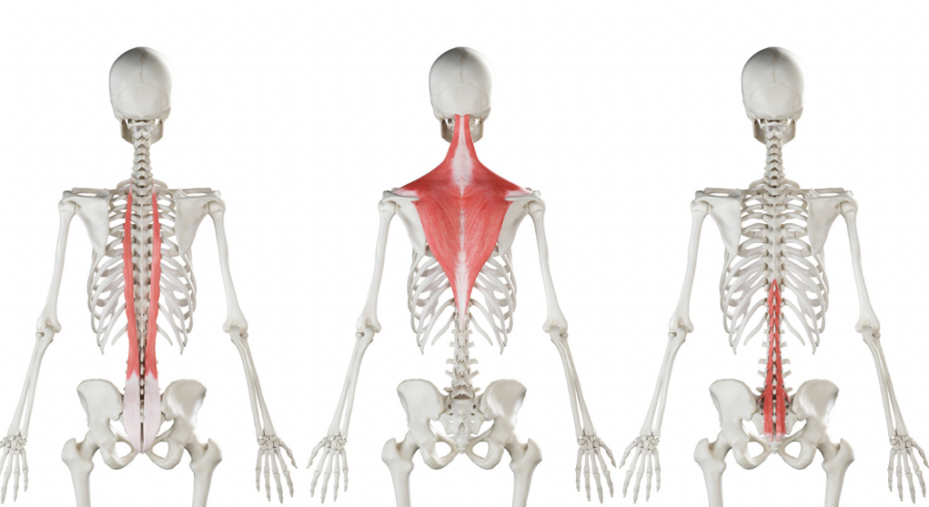 Анатомическая иллюстрация мышц задней части тела, включая трапеции и выпрямители вдоль позвоночника, которые растягиваются во время езды на велосипеде