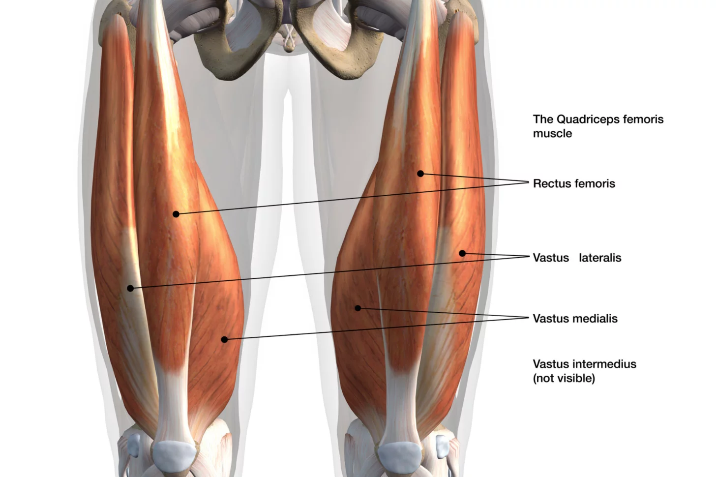 диаграмма мышц квадрицепсов
