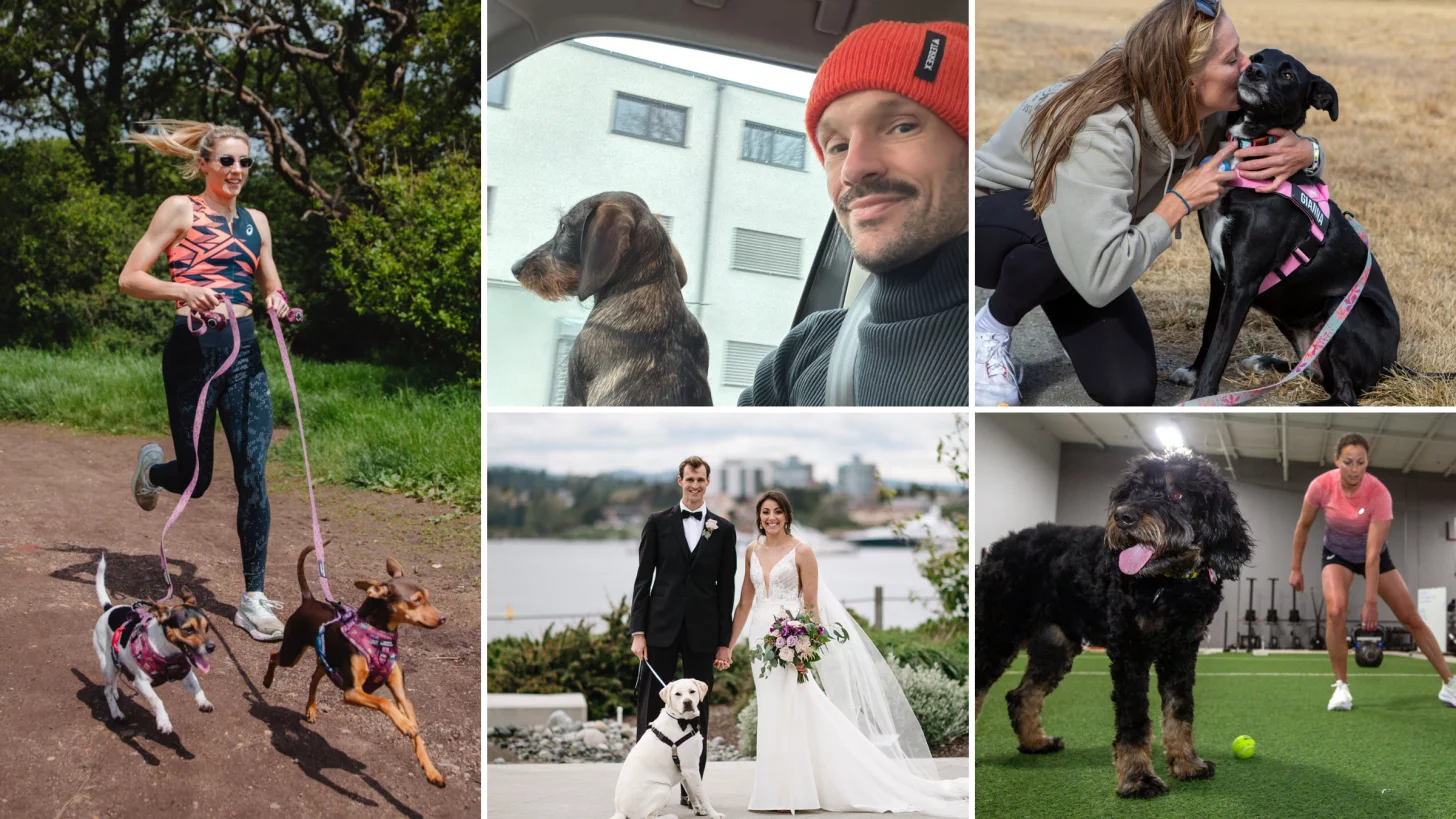 Узнайте больше о собаках нескольких профессиональных триатлетов и о том, как щенки участвуют (или не участвуют) в тренировках по триатлону.